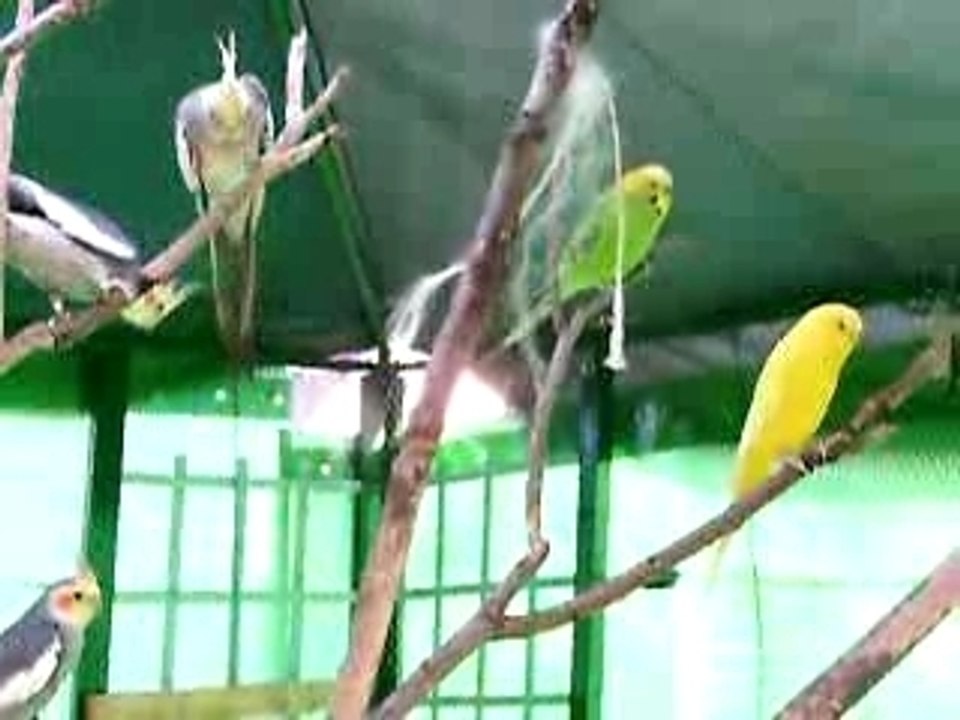 Vidéo perruches