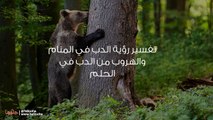 تفسير رؤية الدب في المنام والهروب من الدب في الحلم