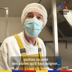 Bébés phoques en détresse | REPORTAGE au centre de soins d'Océanopolis à Brest