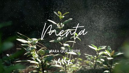 Menta ¿Para qué sirve - Propiedades medicinales