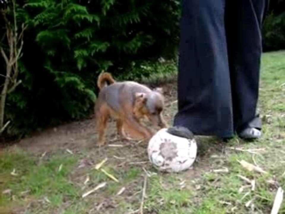Tartine et le ballon