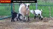 Baby Goats Playing and Jumping, Baby Goats Videos