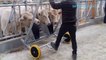 Incredible smart cow farming technology || Amazing baby calf born method milking harvest factory