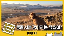 [동반자] 몽골에서 온 강아지 '두리', 그림 같은 풍경 좀 볼래? / YTN
