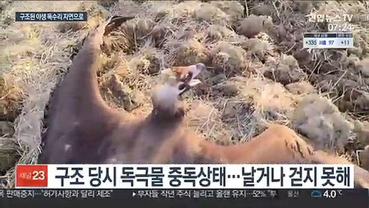 다시 펼친 날개…구조된 야생 독수리들 자연의 품으로