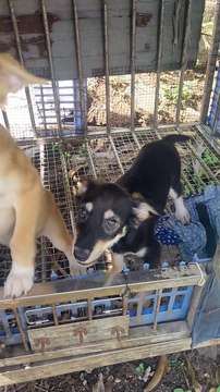 may cute little puppies