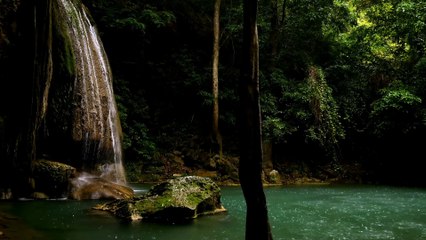 Relaxing rain in the forest. Sounds of nature to sleep and relax.