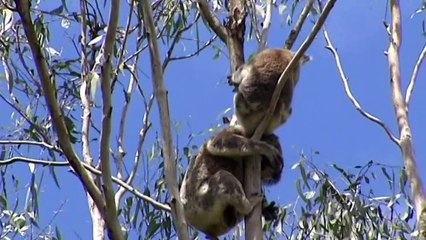 Koala policy that divided NSW Coalition reaches conclusion