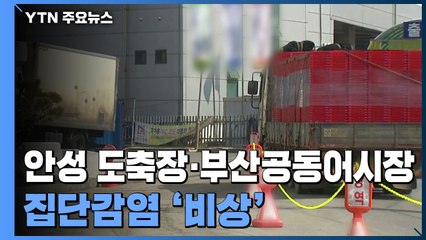 안성 도축장 60명 집단감염...부산공동어시장도 비상 / YTN