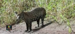 tn7-Pescadores-de-la-Zona-Norte-observaron-jaguar-050321.