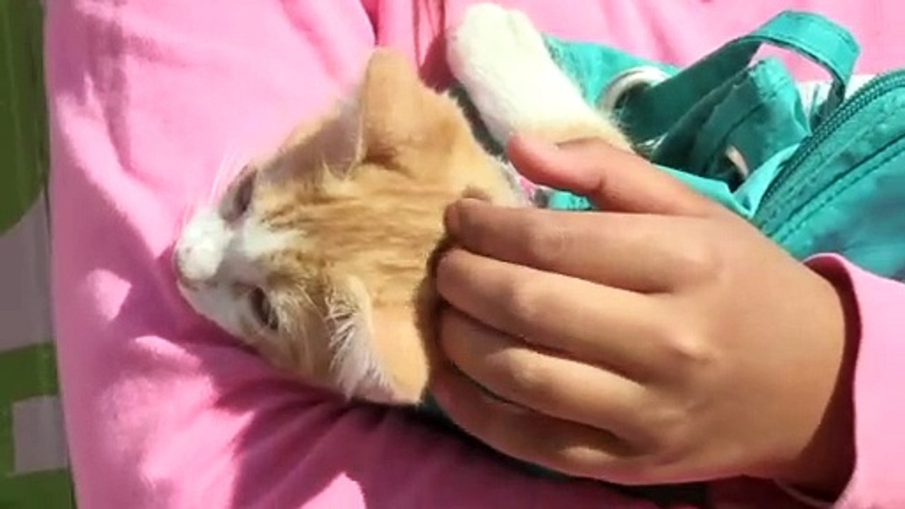 Niñas y niños se hacen cargo de sus mascotas y las llevan a “Uichu”