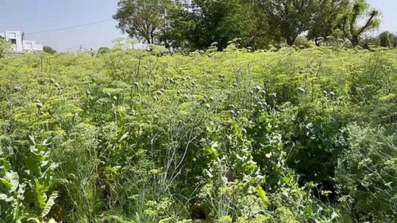 VIDEO : सौंफ-जीरे की फसल के बीच अफीम की अवैध खेती, पुलिस ने दी दबिश, एक गिरफ्तार