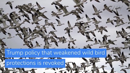 Trump policy that weakened wild bird protections is revoked, and other top stories in US news from March 09, 2021.