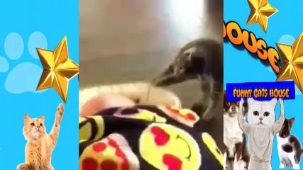 Télécharger la video: gatos odeiam bananas gatos contra bananas