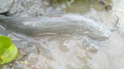 See how to catch big stinging catfish from muddy soft sladgeMastermind Plan by fishing | CreativeVilla.