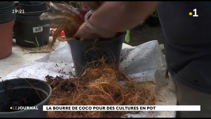Une deuxième vie pour la bourre de coco