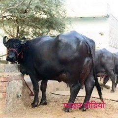 पशुओं की जांच के लिए प्रयोगशाला बन कर तैयार शुभारंभ का इंतजार