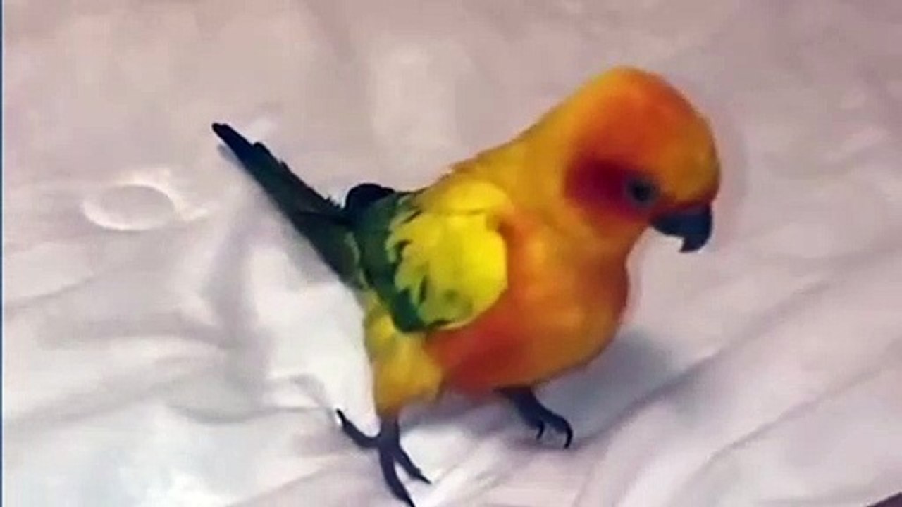 Lets Dance 