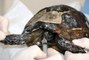 Orman yangınında alevlerin arasından kurtarılan kaplumbağa tedaviye alındı
