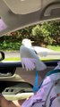 Bird Enjoys Feeling the Wind in Its Feathers