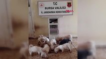 BURSA Çiftliğe köpek baskını; 'Maltese Terrier? cinsi 23 köpek ele geçirildi