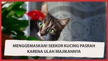 Menggemaskan! Seekor Kucing Pasrah karena Ulah Majikannya