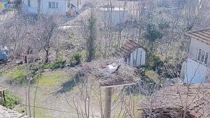 BURSA - 10 yıldır aynı köye gelen leylek 'Yaren'in eşiyle buluşması canlı yayınlandı