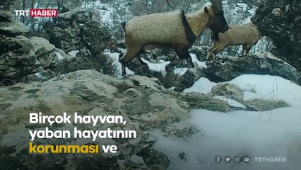 Fotokapanlarla yaban hayatı görüntülendi