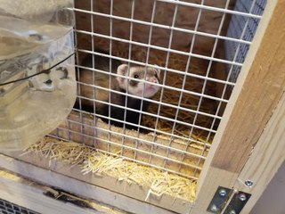 Ankara'da 'feret' üretimi yapılan eve baskın