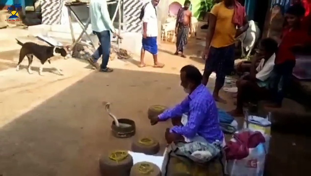 ସାପୁଆ କେଳାର ସାପ ଖେଳ ନରେନ୍ଦ୍ରପୁର (ନୟାଗଡ଼)