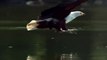 Most Spectacular EAGLES and Raptors Attacks! Eagle vs Wolf, Goat, Snake, Monkey, & other Animals