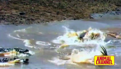 The CROCODILE, the Most Powerful and Brutal Reptile - Crocodile vs Warthog, Lion and other Animals1