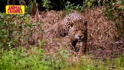 The JAGUAR, The Strongest Big Cat - Jaguar vs Crocodile, Monkey, Capybara, Pig and other Animals