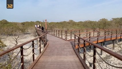 Nature trail in the capital: Inside Jubail Mangrove Park