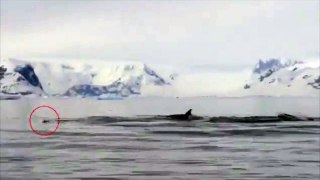 Turistas foram surpreendidos por um pinguim que saltou para o barco quando fugia de um grupo de orcas