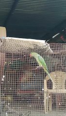 parrot spiking