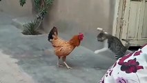 Ayam VS Kucing