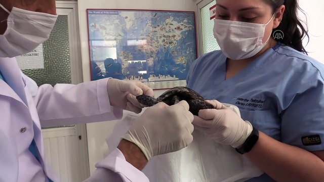 ANTALYA - Orman yangınından kurtarılan kaplumbağa tedaviye alındı