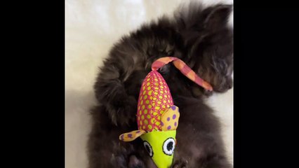 Winston the Kitten: Video by Cat Welfare Group