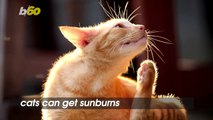 Cats Can Get Sunburns and Have Other Skin Issues Just Like Humans Do