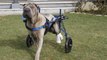 Une chienne, privée de l'usage de ses pattes arrière, peut se déplacer grâce à un chariot