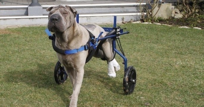 Une chienne, privée de l'usage de ses pattes arrière, peut se déplacer grâce à un chariot