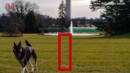 Bad Dog! Bidens' Dogs Sent Back to Delaware For Rough Behavior