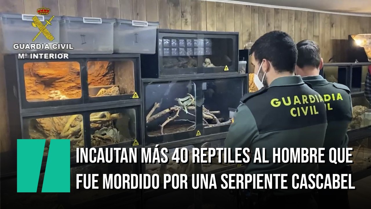 Incautan más de 40 reptiles peligrosos al hombre que fue mordido por una serpiente de cascabel en Toledo
