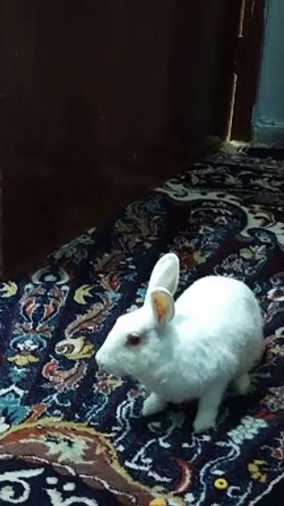 My cute pet