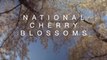 DC National Cherry Blossoms (4k Ultra HD)