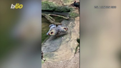 Birds of a Feather! Watch This Bird Spread Its Wild Wings So He Can Keep His Snack!