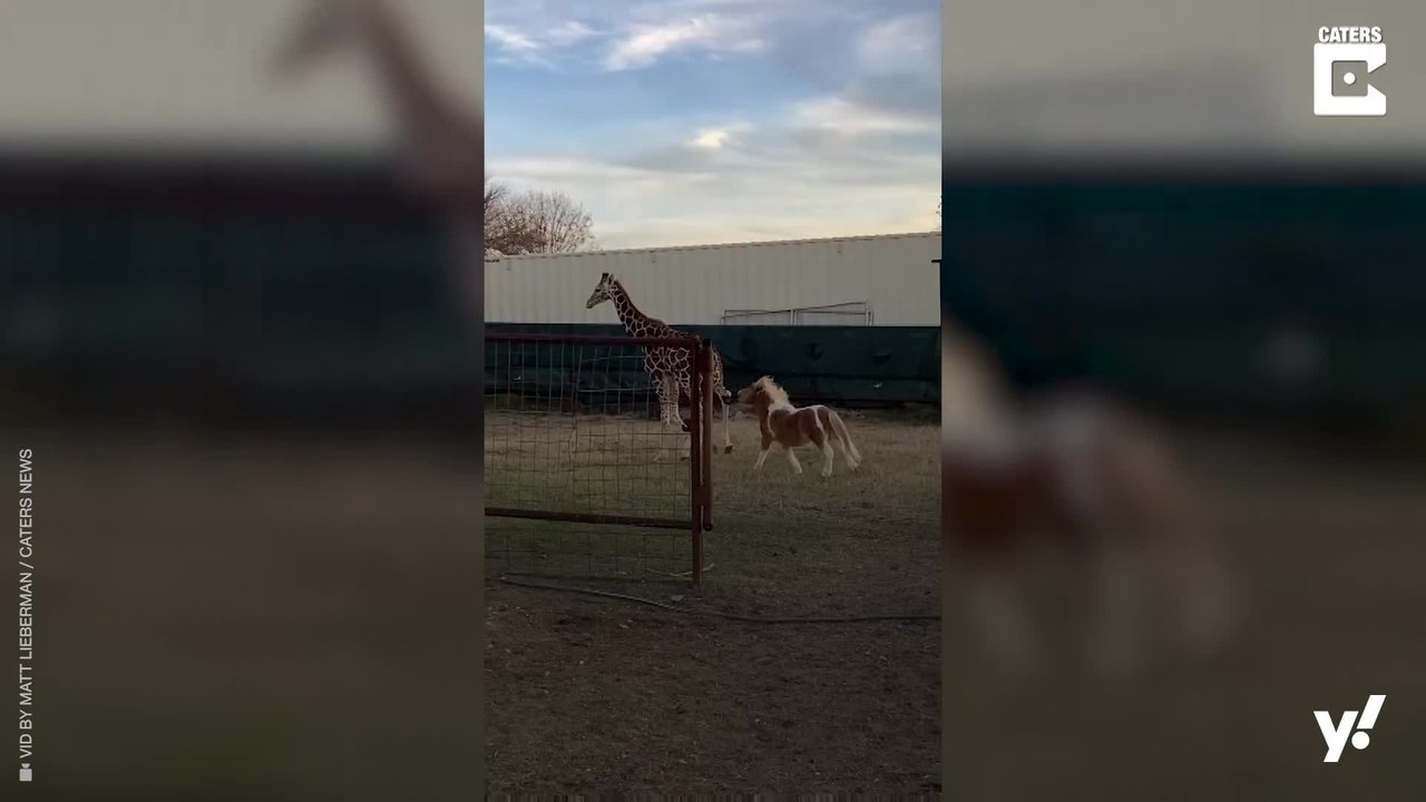 Eine Giraffe und ein Pony sind tierisch beste Freunde.