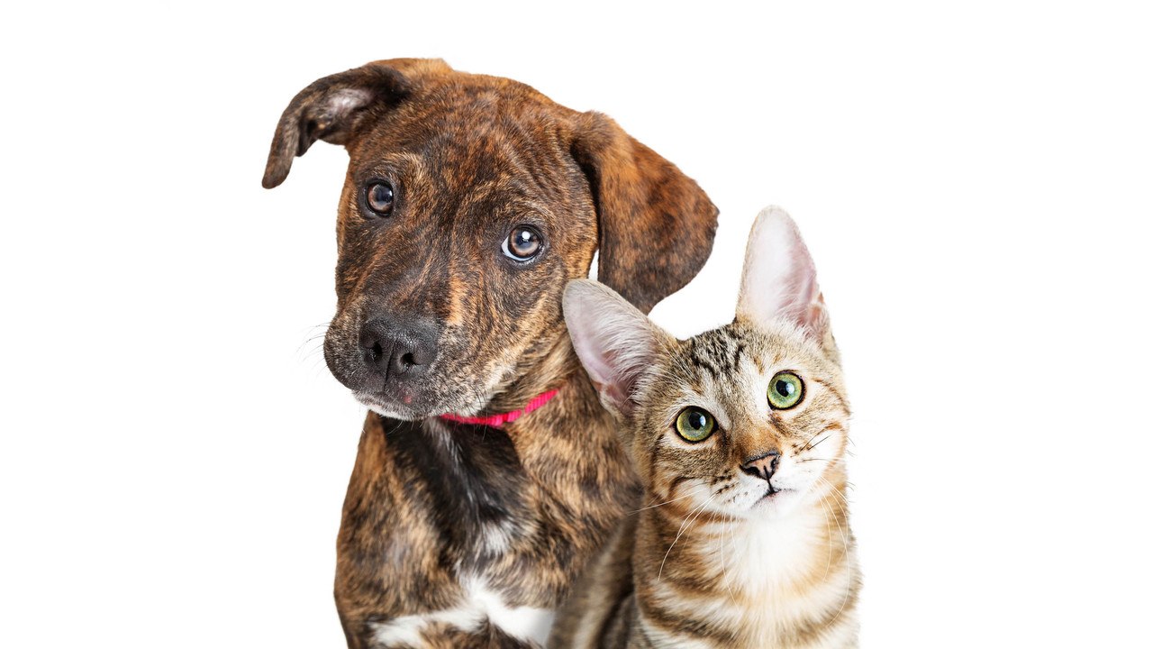Why You Should Pack a Pet Emergency Kit
