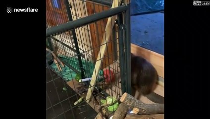 Ce bébé castor orphelin qu'ils ont recueilli construit des barrages partout dans la maison